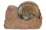Jurassic Ammonite (Parkinsonia) Fossil - Sengenthal, Germany #279350-1